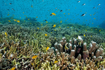 Reef scenic with pristine stony corals, and lemon damsels, Pomacentrus moluccensis,  Raja Ampat Indnonesia.