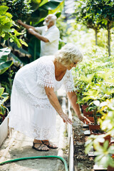 Fototapeta premium Elderly couple together taking care of plants in a greenhouse