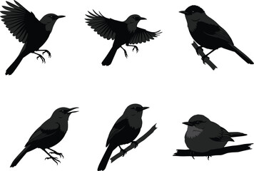 Set of bird silhouettes flying, perched on branches, and sitting, detailed black vector illustration design for wildlife and nature artwork.