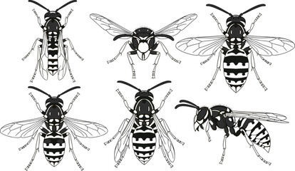 Collection of detailed wasp vector illustrations, black and white insect drawings, entomology reference set, insect anatomy study, nature wildlife graphic design