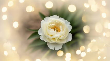 Golden light bokeh overlay, soft glowing orbs, transparent