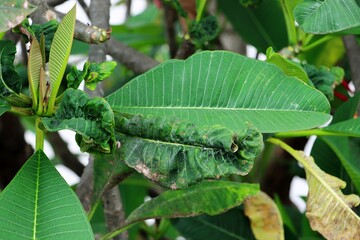 Tree leaf diseases from fungus and pest