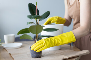 Woman replanting ficus elastica house plant in a bigger flower pot.
