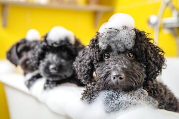 
Cute funny black curly puppies with foam on their heads are washing themselves in the bathroom. Advertising for bath foam, advertising for dog shampoo, advertising for dog breeders. 