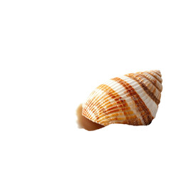 Fototapeta premium marine seashell isolated on transparent background png
