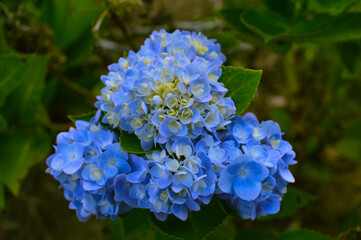 Close-up of a vibrant blue hydrangea flower cluster blooming in a garden