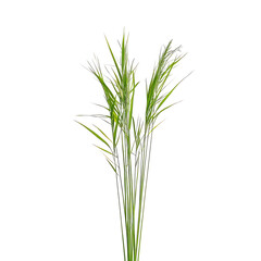 Fototapeta premium Isolated bunch of green ornamental grass on black background isolated on transparent background