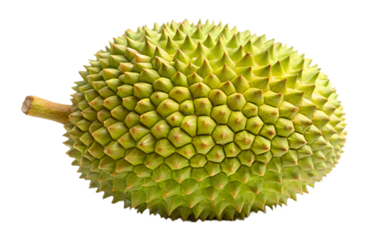 A whole ripe durian fruit with a spiky green rind and a short stem isolated on transparent background
