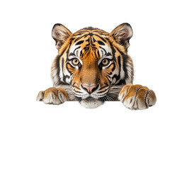 Fototapeta premium Majestic Bengal tiger with orange fur and black stripes standing alert in a transparent background