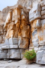 Desert canyon rock wall showing erosion and plant resilience