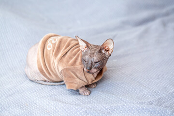 Egyptian sphinx cat in clothes sitting on bed. Close-up of hairless cat in warm sweater.