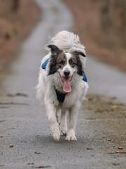 	
Adopted shepherd mix-breed dog in a forest having fun.	
