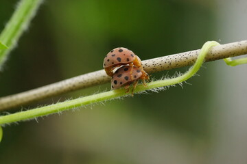Two ladybugs mating on a branch. This macro photo captures the unique behavior of the insects in their natural habitat.