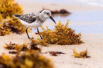 Small sandpiper bird on the beach and in the water