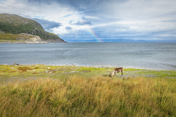 An elk close to a fjord in Norway  und an idylic sky with a rainbow