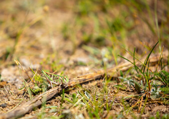 A green grasshopper sits in the grass on a bush. Great marsh grasshopper Stethophyma grossum, an endangered insect typical of wet meadows and marshes.