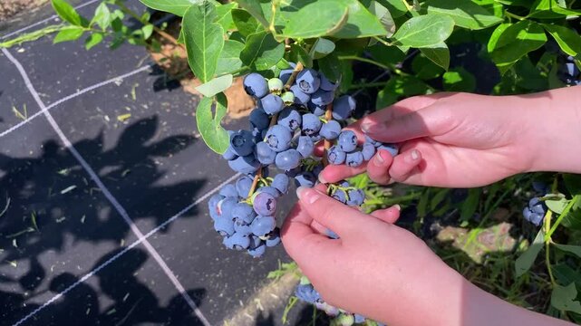Close up of female worker picking ripe blueberry from a bush on a sunny plantation. Summer berries harvesting season