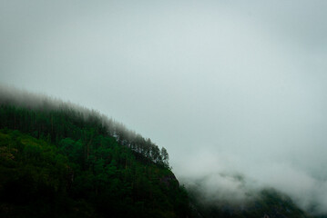 Minimalist view of a dense spruce and pine forest on a steep slope, entirely shrouded in thick fog or clouds. The mist creates significant negative space and a meditative, mysterious, and serene atmos © Maxime