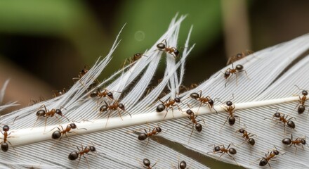 Ants on White Feather Close Up in Natural Environment