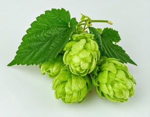 Close-up of fresh hop cones and leaves