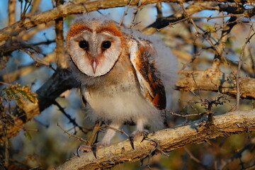 Common barn owl fledgeling (Tyto alba) sitting in a tree.