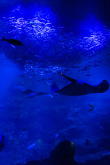 Obraz premium aquarium