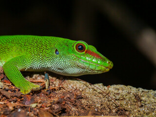 Macrophotography of a big lime green lizard