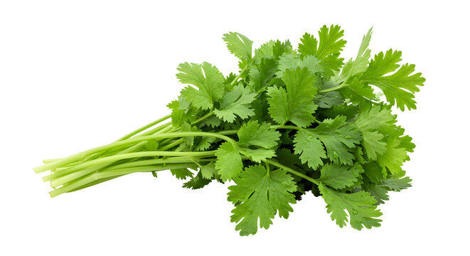 Bunch of fresh cilantro isolated on white background