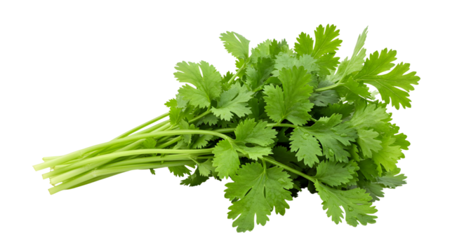 Bunch of fresh cilantro isolated on white background