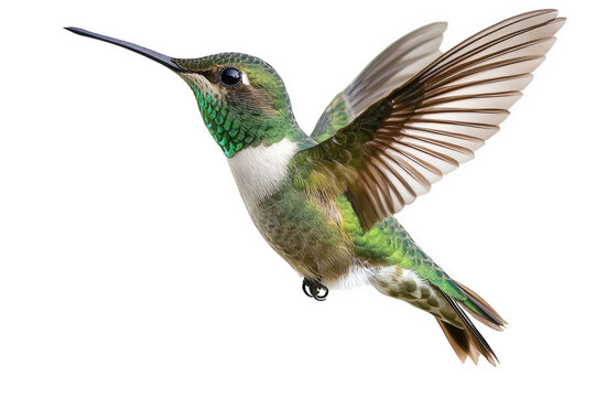 A vibrant male rubythroated hummingbird isolated on transparent background, showcasing its iridescent green plumage and delicate wings in midflight, capturing its beauty