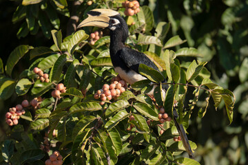 Oriental Pied Hornbill (Anthracoceros albirostris) bird eating Aphanamixis polystachhya fruit . Bird watching in natural habitats in the forest.