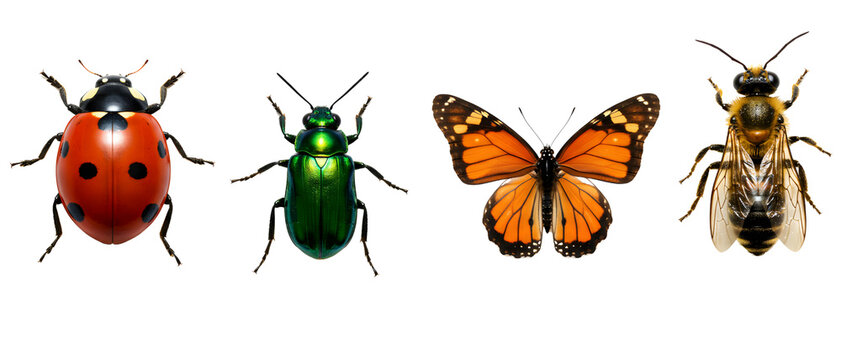 Four different insects including a ladybug, green beetle, butterfly, and bee. Isolated on transparent background, png