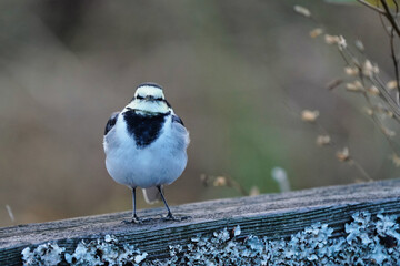こちらを向いているハクセキレイ