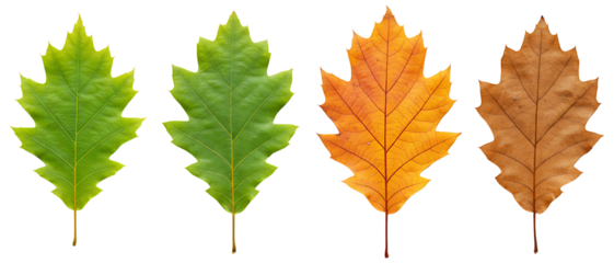 Collection of four oak leaves illustrating the seasonal life cycle from summer green to autumn brown. Isolated on transparent background, png