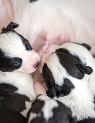 Close-up of newborn puppies cuddling