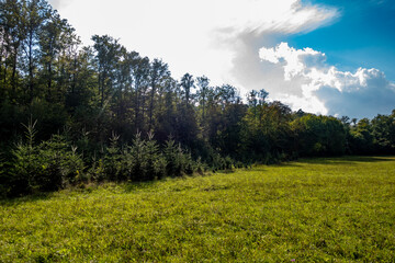 Wiederaufforstung im herbstlichen Mischwald