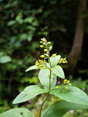 Close-up of Lysimachia vulgaris with yellow flower buds and green leaves, botanical macro