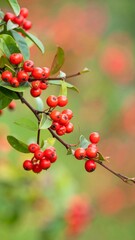 Obraz premium Close-up of red berries on a branch (1)