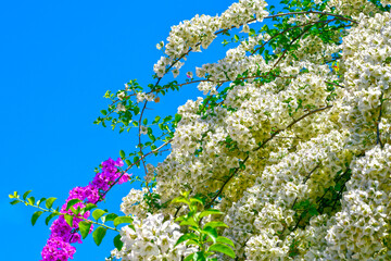 Wei&szlig; und Rosa bl&uuml;hende Bougainvillea in Chalkida, Griechenland