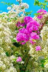 Wei&szlig; und Rosa bl&uuml;hende Bougainvillea in Chalkida, Griechenland
