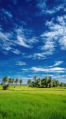 Obraz premium Lush green rice field with coconut trees under a bright blue, cloudy sky