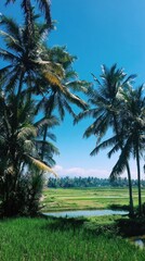 Obraz premium Lush tropical landscape with palm trees framing a bright blue sky over vibrant rice fields