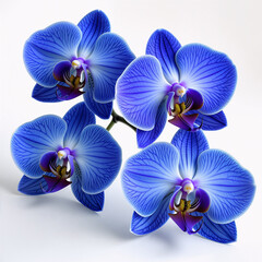 orchid on white background