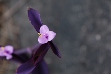 初秋のムラサキツユクサ02