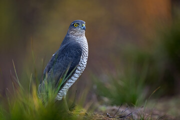 Female sparrowhawk in the forest in autumn