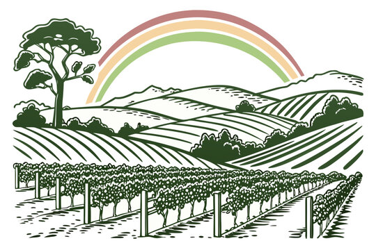 Rolling vineyard landscape with rainbow and lone tree
