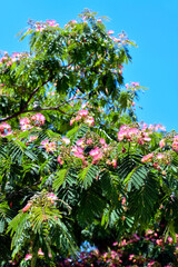 Seidenbaum (Albizia julibrissin)