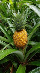 Obraz premium Ripe pineapple growing in lush green vegetation