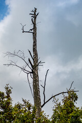 Abgestorbener Baum im Wald