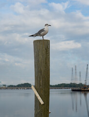 Seagull on a pole